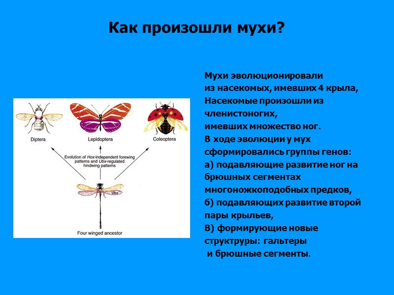 Как произошли мухи? Мухи эволюционировали из насекомых, имевших 4 крыла, Насекомые произошли Как произошли мухи? Мухи эволюционировали из насекомых, имевших 4 крыла, Насекомые произошли
